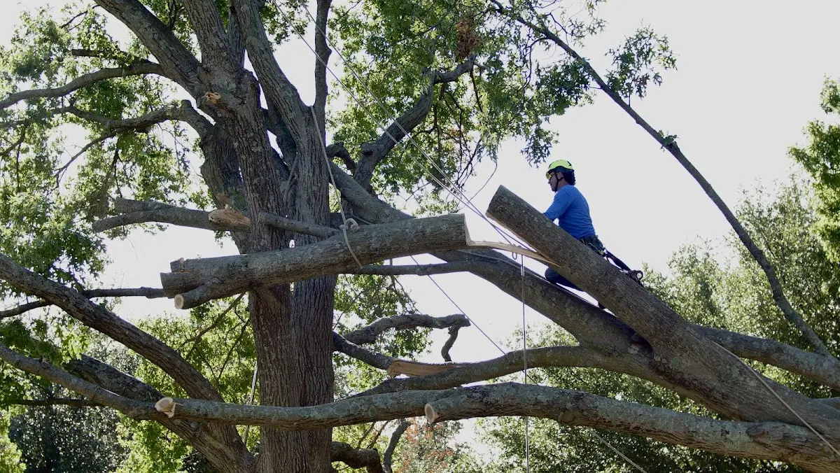 Professional Crown Thinning performed by certified arborists in Bardstown
