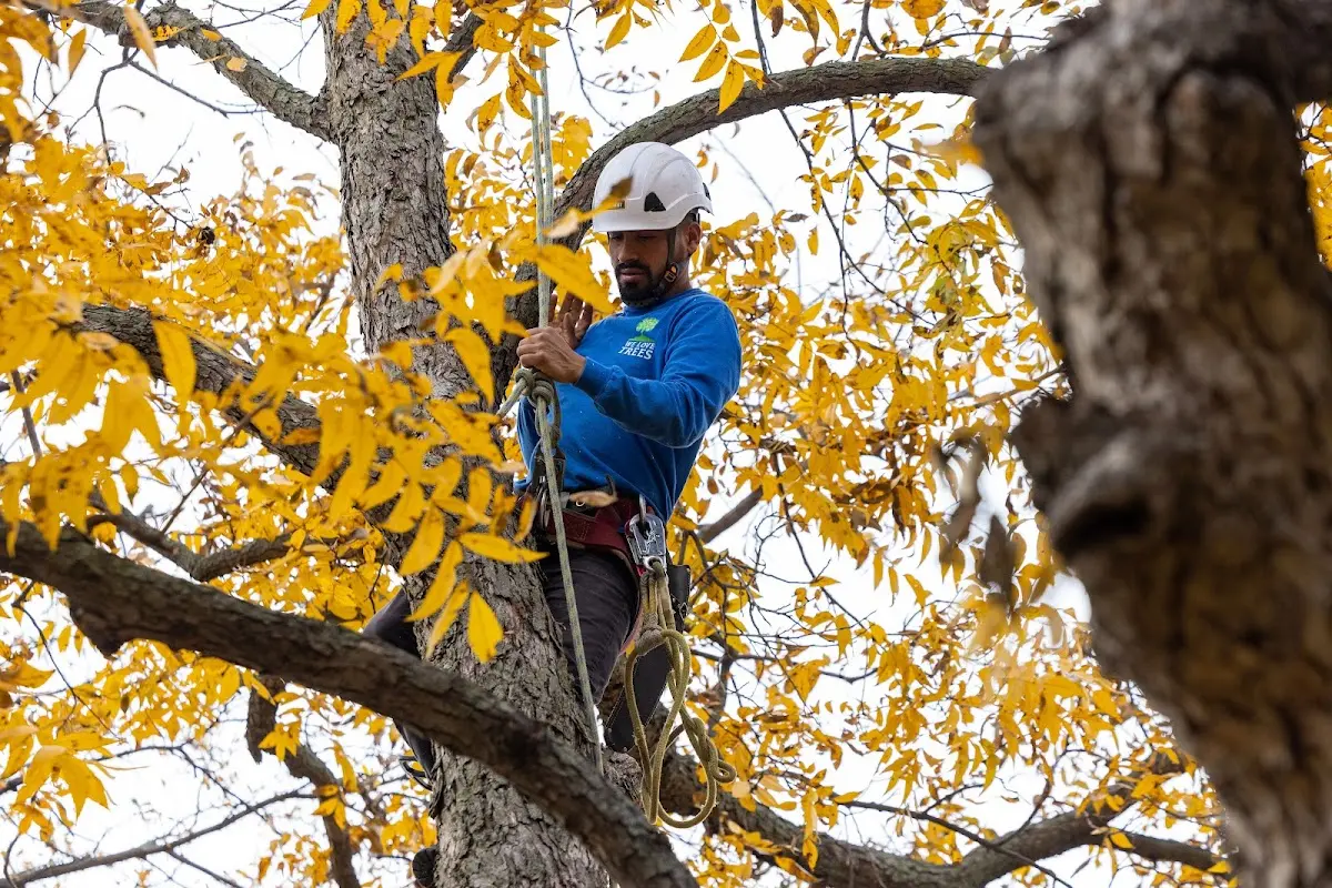 Skilled Tree Trimming crew working in Bardstown